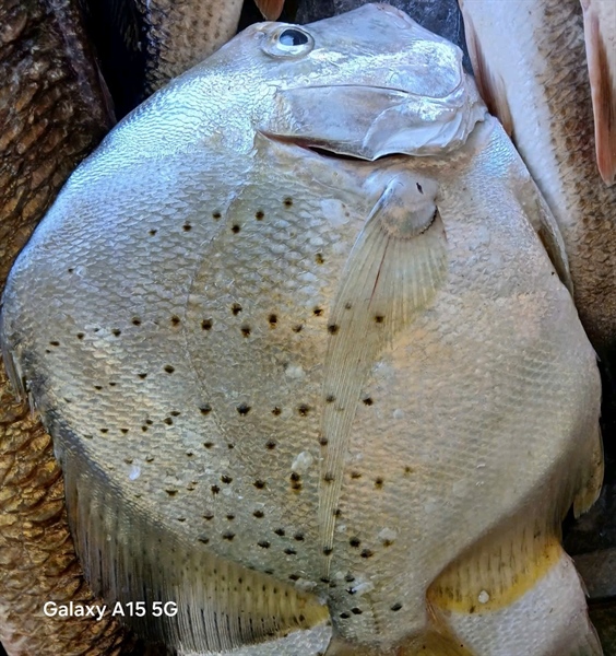 Cá Chim bi