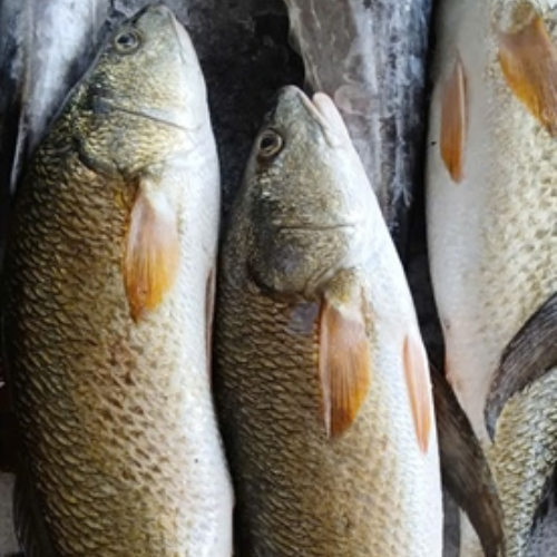 Cá Sủ lớn