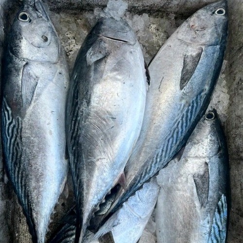 Cá ngừ bò dưới 1kg