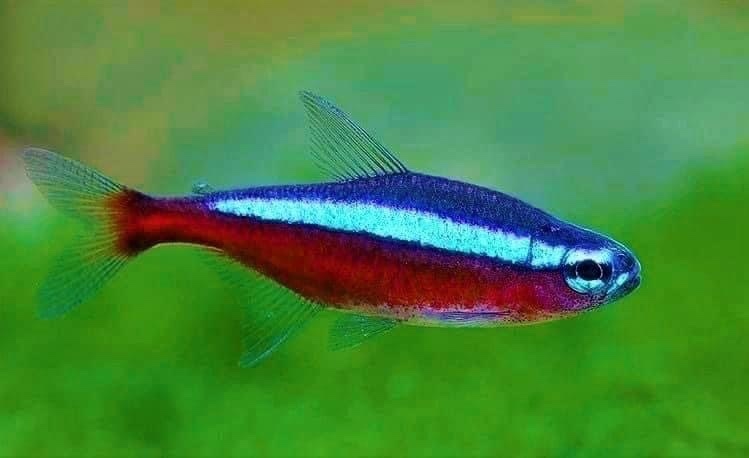 Neon Vua size XL ( Mua 10 Tặng 3)