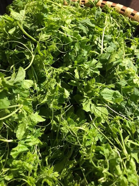 DÂY KHỔ QUA RỪNG