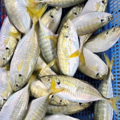 Cá ngân 5-7con/kg (số kg tính trước khi làm, giao khách cá đã làm)