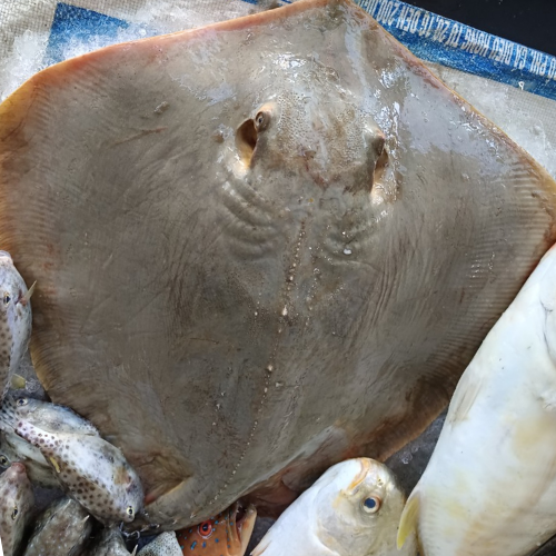 Cá đuối ( số kg tính trước khi làm, giao khách cá đã làm)