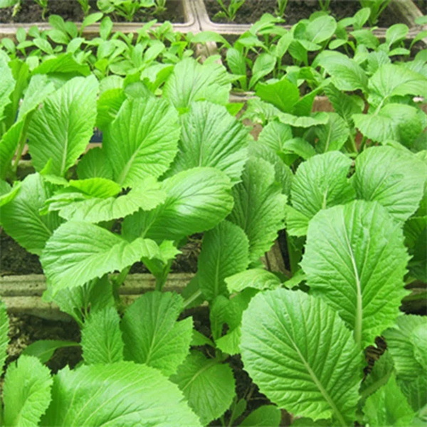 Hạt giống Cải bẹ xanh Mỡ PN No.2