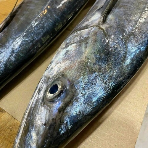 Cá thu nửa con - phần đầu