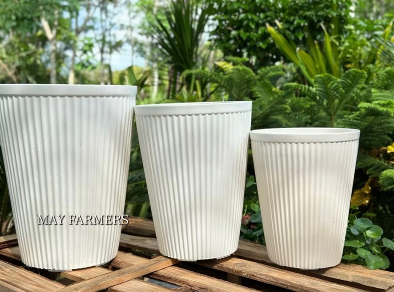 Gân sọc 3 tấc 3