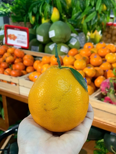 Quýt chum - Tangerine