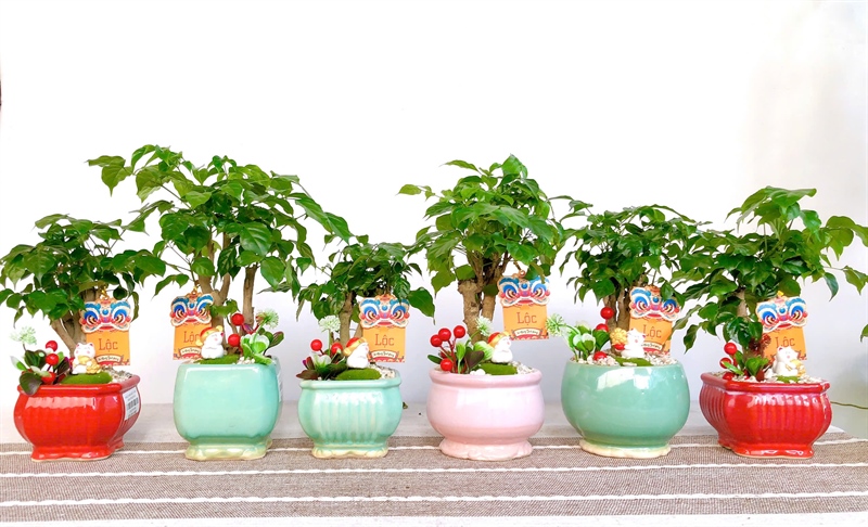 CHẬU CHẬN MÂY S1 MIX HẠNH PHÚC NHỎ