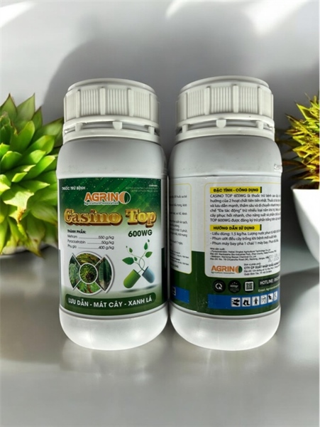 CASINO TOP 600WG (AGRINO)