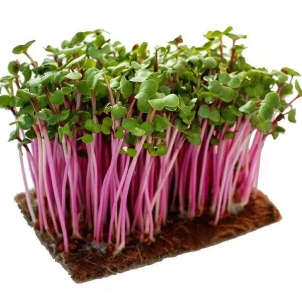 Hạt giống Mầm củ Cải đỏ PN