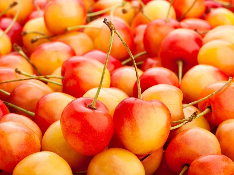 Cherry vàng Stemist - Cherry