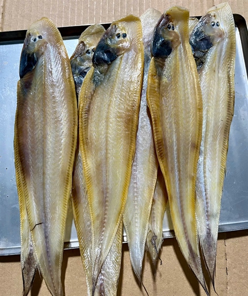 KHÔ LƯỠI CHÂU LỚN