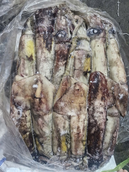 Mực ống đại dương 300/500g (1x14kg)