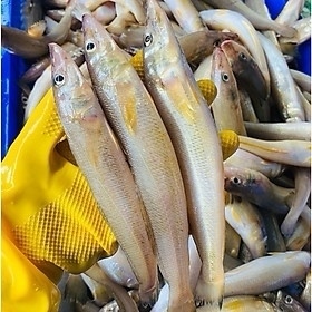 Cá bống 500 g /1 hợp