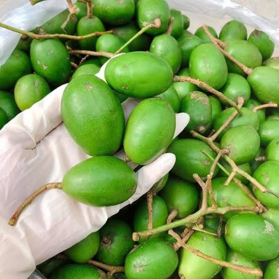 QUẢ CÓC VIỆT NAM /タマゴのキ0.5キロ