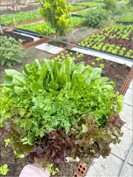 RAU THƠM MIX 3 LOẠI 1 TÚI