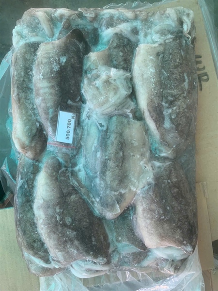 Mực nang 500-700G ẤN ĐỘ 9kg