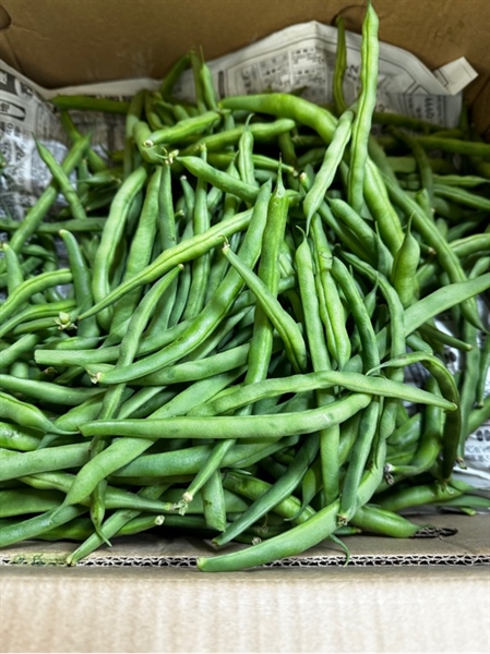 ĐẬU/ ĐỖ COVE TÚI 0,5 kg/さや豆