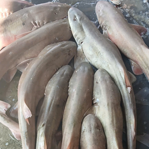 Cá nhám con tầm 1kg