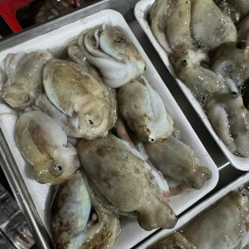 Bạch tuộc đã chà sạch