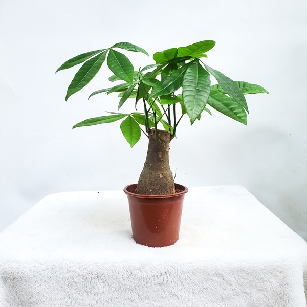 CÂY KIM NGÂN 1 GỐC ( THÙNG 24 CÂY)