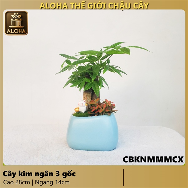 COMBO CHẬU KIM NGÂN MAY MẮN MIX CHẬU XÉO