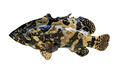 Cá Mú 1000-1200gr 1C