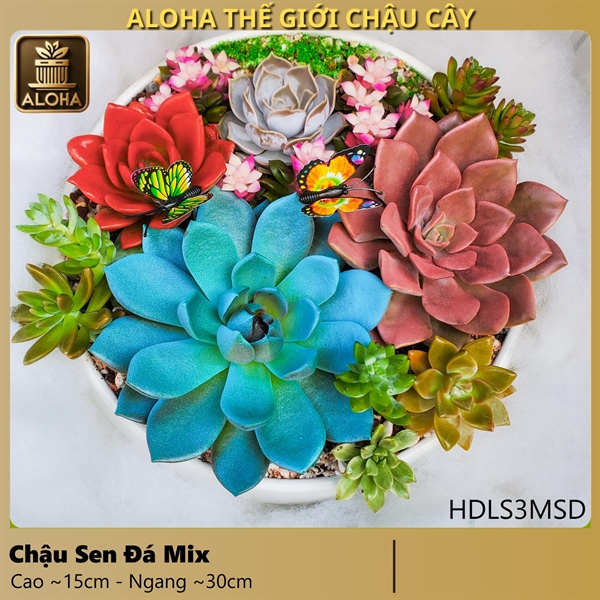 CHẬU HẠT DẺ LÙN S3 MIX SEN ĐÁ