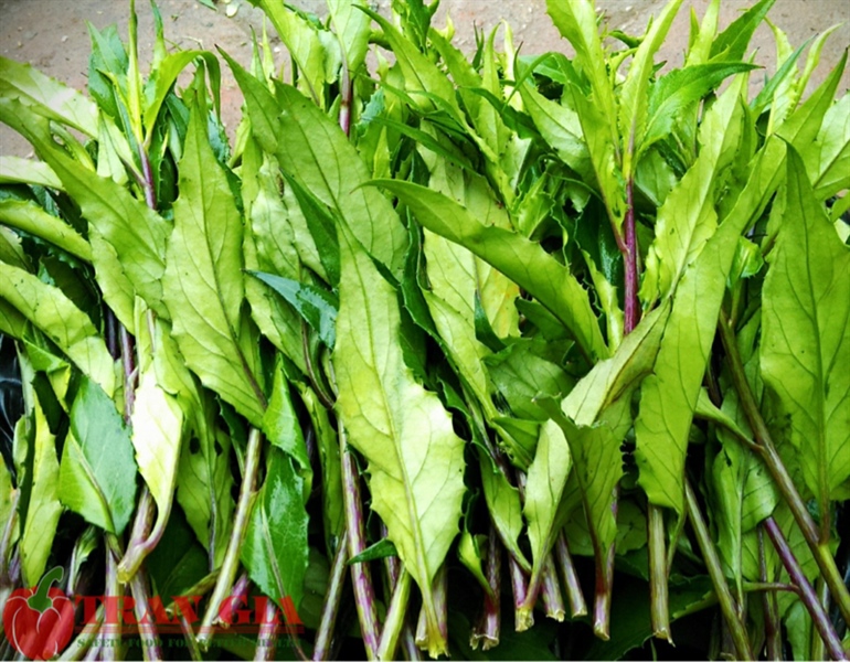 Rau rừng