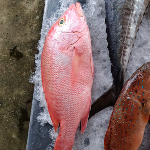 Cá đỏ nếp