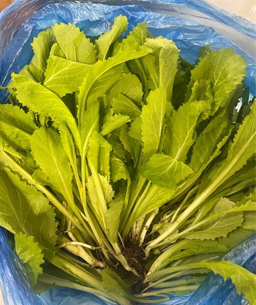 Cải cay VN