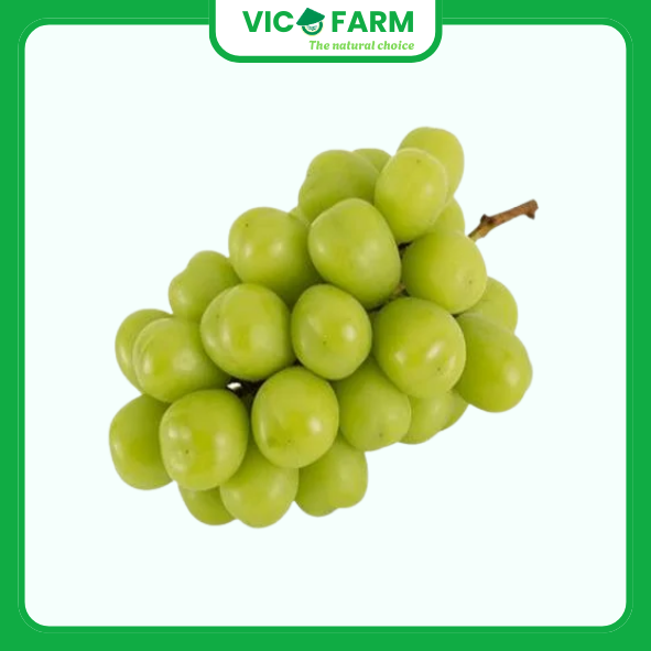 Nho mau don vietr ( nho sửa)