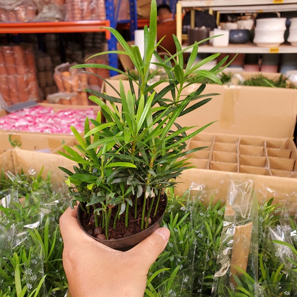 CÂY TÙNG LA HÁN (THÙNG 50 CÂY )