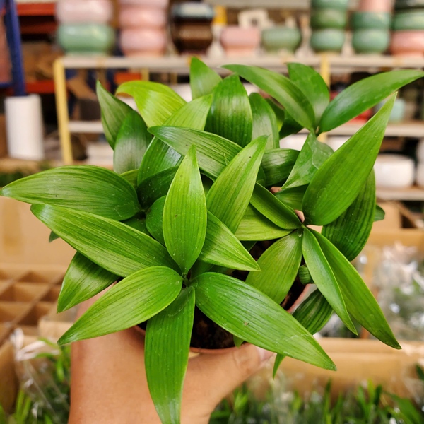 CÂY KIM GIAO NHỎ (THÙNG 48 CÂY )