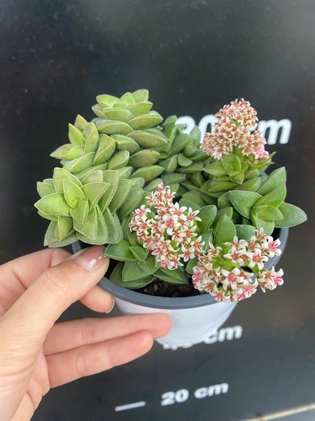 SEN ĐÁ PHỈ THÚY ( THÙNG 24 CÂY )