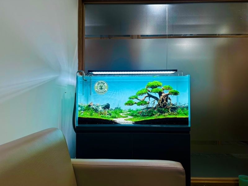 Hồ 1mx50x50