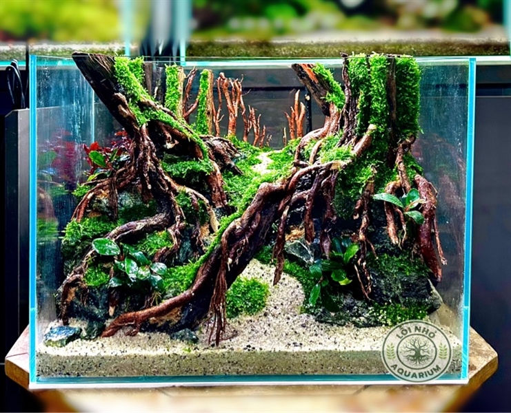 Hồ size 40x30x30