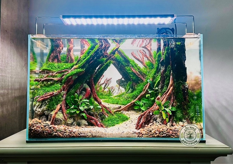 Hồ size 50x30x30