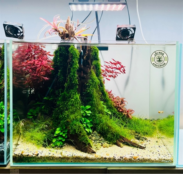 Hồ size 40x30x30