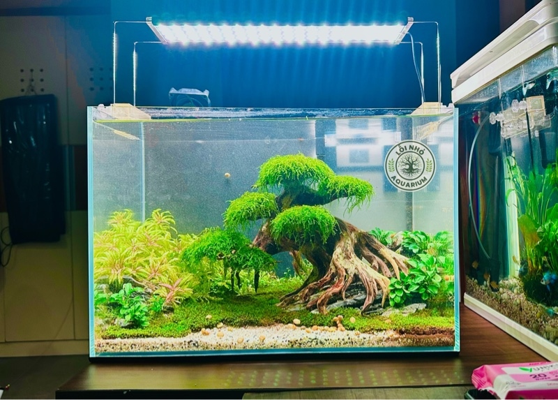 Bonsai bám đá 45x30x30