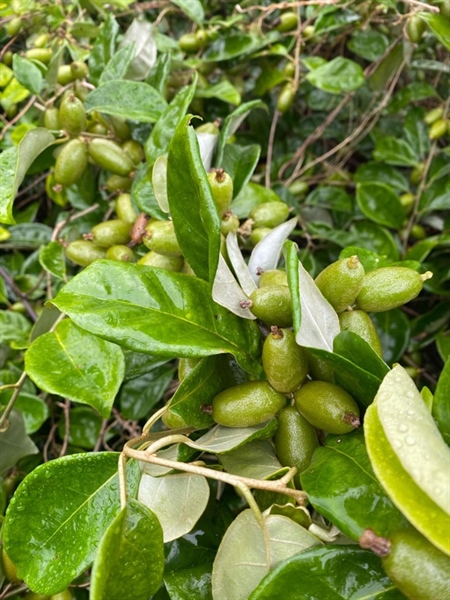 NHÓT XANH NON TÚI BÉ