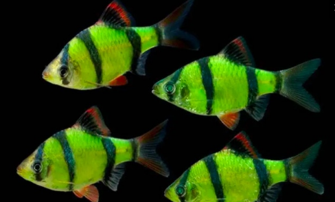 Secan Dạ Quang (Size XL) (Mua 10 Tặng 3)