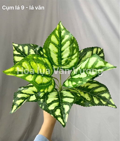 Cụm lá 9 - lá vằn - Lá cành ngắn - Hoa Lụa Vân Vượng