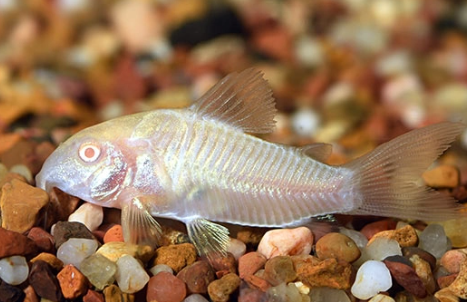 Cá Chuột Albino
