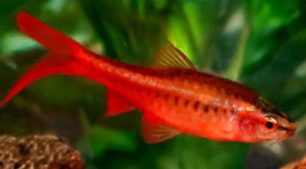 Cá Diếc Anh Đào Vây Dài