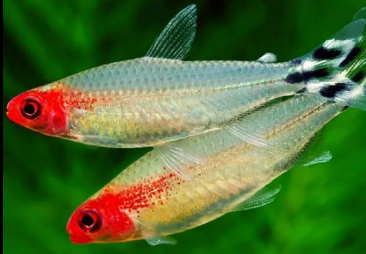 Cá Sóc Đầu Đỏ