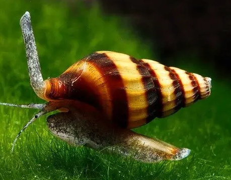 Ốc ăn ốc hại Helena (ốc sát thủ)