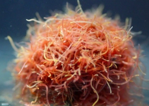 Trùn Chỉ Sống Sạch