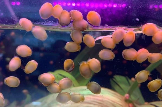 Ốc Nerita ăn rêu