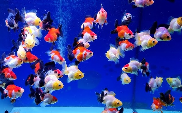 Cá Oranda, Ranchu mini